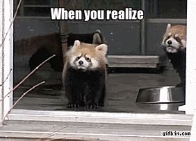 animal reactions gifs | WiffleGif