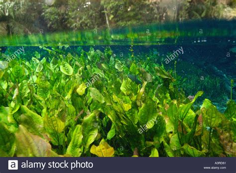 Freshwater plants and river side trees in national freshwater spring ...