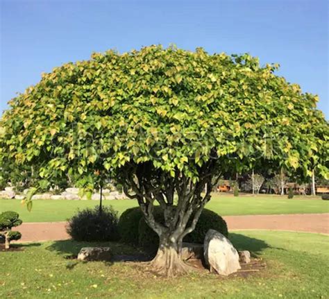 SS Naturals- Ficus Religiosa Seed, Sacred Fig Bodhi, Peepal Tree Seed ...