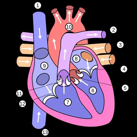 poznávačka srdce Diagram | Quizlet