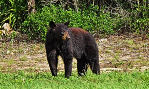 Are There Bears in Florida? - IMP WORLD