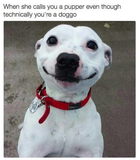 37+ Most Adorable Smiling Dog Memes