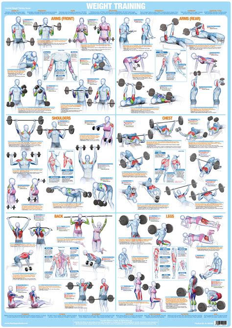 Muscle Chart With Exercises