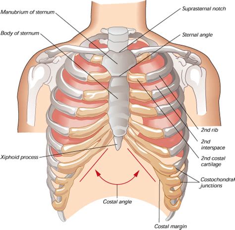 Sternum Pain - Causes, Treatment, Popping | Pain in Sternum | Pain ...