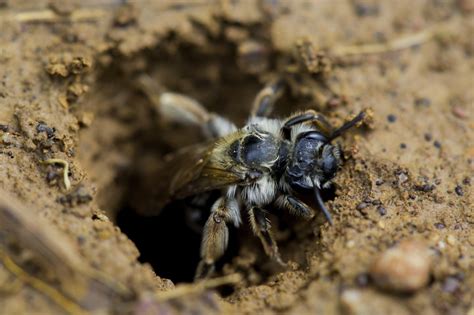 digger bee control and treatments for the home yard and garden