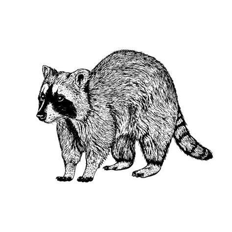 Raccoon Sketch Stock Illustrations – 3,542 Raccoon Sketch Stock ...