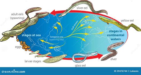 Eels stock illustration. Image of animal, cell, caviar - 39476744