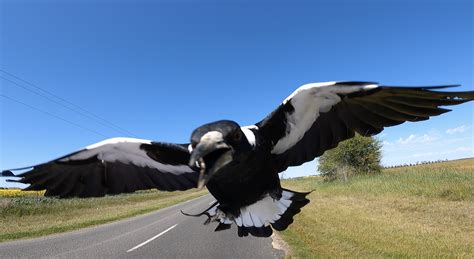 Swooping Australian Magpie Photos – GPLama.com