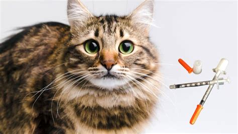 Understanding Feline Diabetes: Causes, Symptoms, and Treatment ...