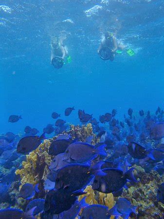 More fish - Picture of Aruba Bob Snorkeling, Aruba - Tripadvisor