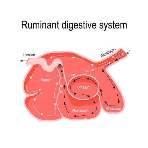 Cross-section of the Ruminant Stomach Stock Vector - Illustration of ...