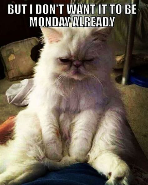 70 Funny Monday Memes To Help You Get Through The Day | Inspirationfeed