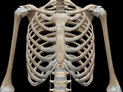 3D Skeletal System: Bones of the Thoracic Cage