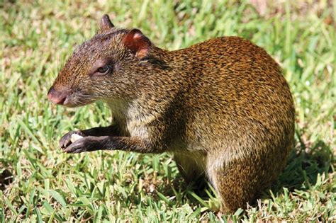 Mexican agouti | rodent | Britannica