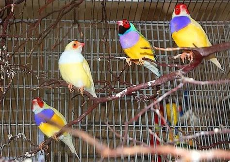 15 Facts About the Gouldian Finch (with Pictures) - Bird Feeder Hub