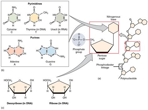 Organic Compounds Essential to Human Functioning · Anatomy and Physiology