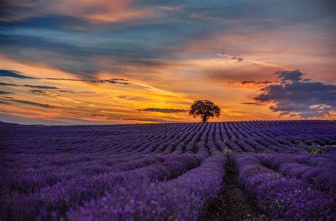 Lavender Farms in Ontario For a Day Trip