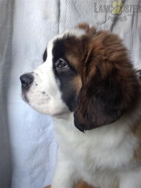 Females | St Bernard Pups | St Bernard Puppies