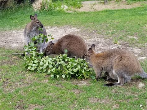 How to Care for Wallabies | Smithsonian's National Zoo and Conservation ...