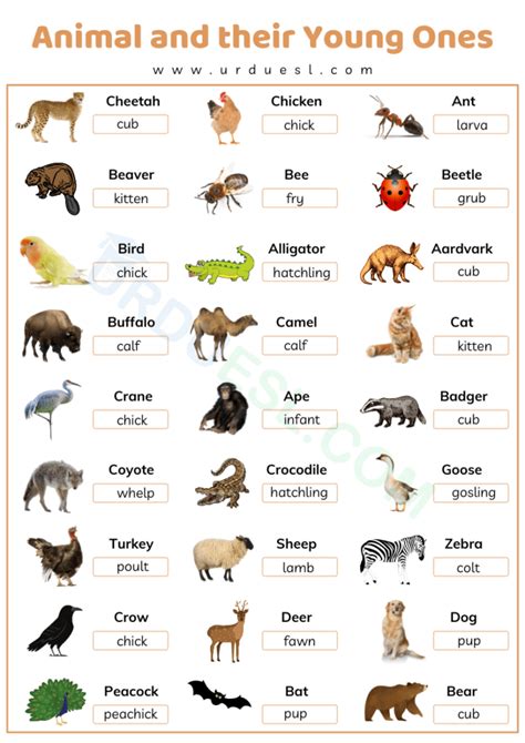 List domestic animals names in english with pictures – Artofit