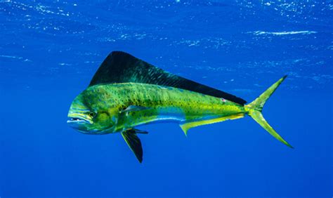 Mahi-mahi - Facts and Beyond | Biology Dictionary