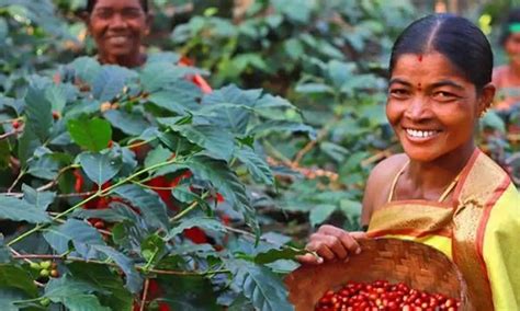 A coffee lover's guide to the best coffee plantations in India