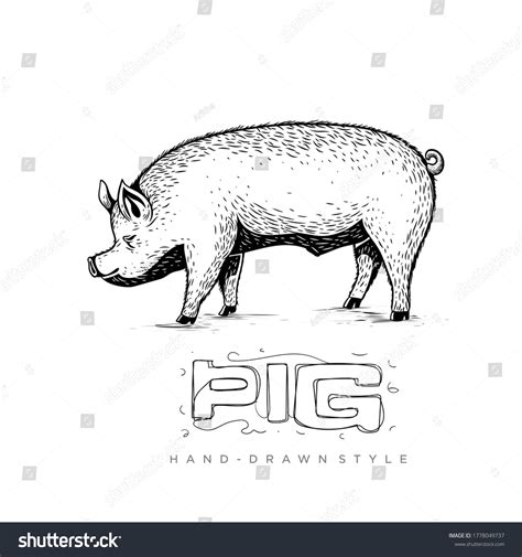 Pig Vector Side View Hand Drawn Stock Vector (Royalty Free) 1778049737 ...