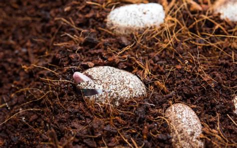 Leopard Gecko Eggs - From Fertilization to Adorable Babies - Reptile Jam