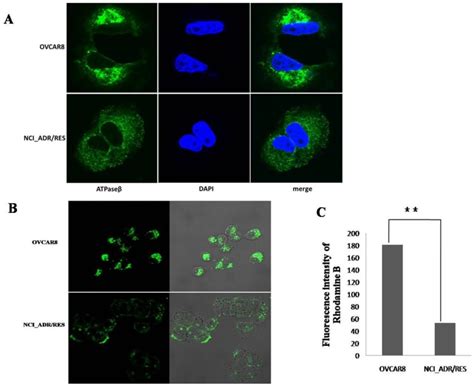 Analysis of mitochondrial function A: Immunofluorescence observation of ...