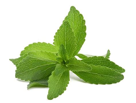 3,500+ Stevia Plant Stock Photos, Pictures & Royalty-Free Images - iStock