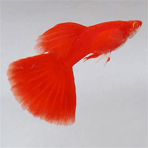 Buy Albino Full Red High Dorsal Guppy Fish Online | AQUA ...