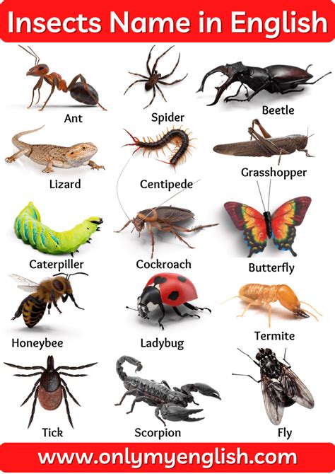 Insects Name: List of Insect Names In English with Pictures | Insects ...