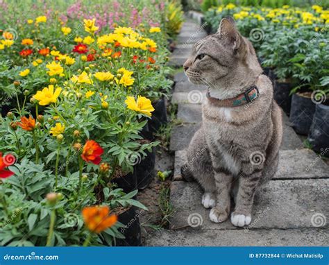 Cat in the Flower Garden stock photo. Image of cute, flora - 87732844