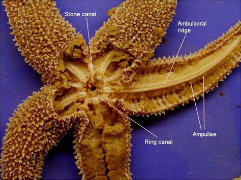 External Anatomy Of A Starfish