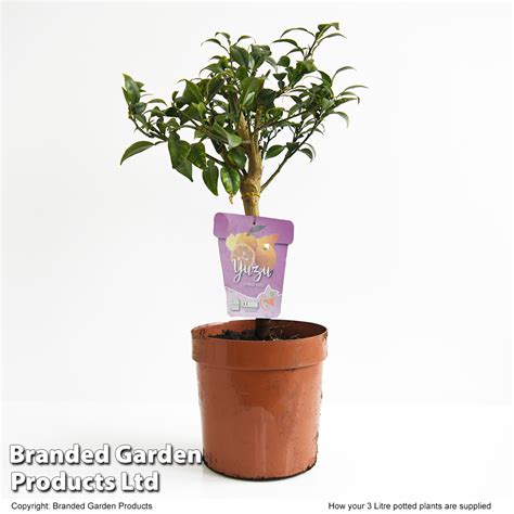 Citrus Plant - Yuzu 3Ltr - Fruit Trees | Suttons