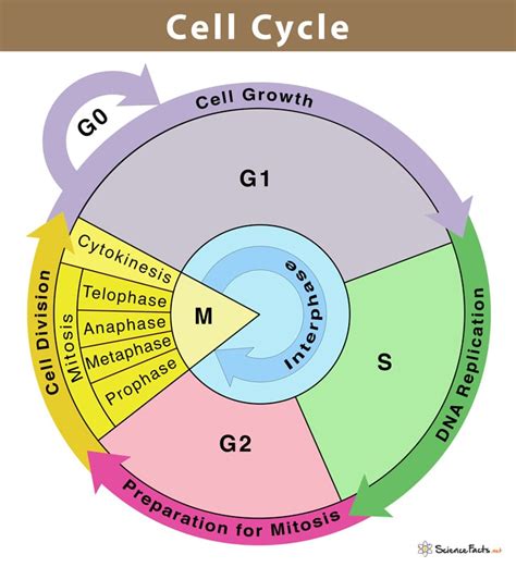 Section 3: Cell Cycle | Nitty Gritty Science