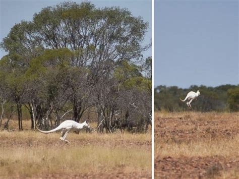 Rare White Kangaroo Spotted In Australia Has Internet Raving About It