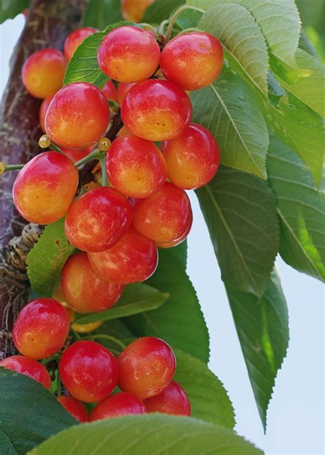 Hardy Cherry Tree Varieties - Are There Cherry Trees That Grow In Zone ...