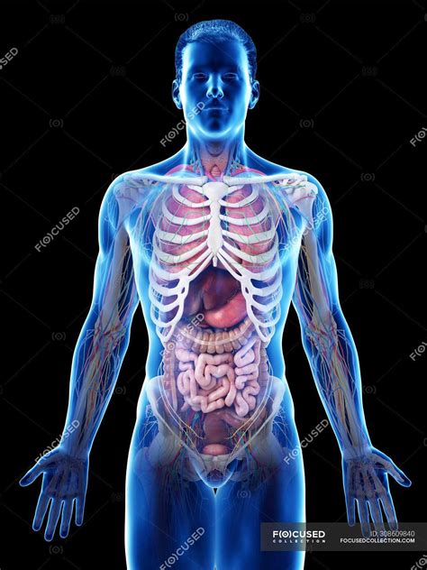 Realistic human body model showing male anatomy with internal organs ...