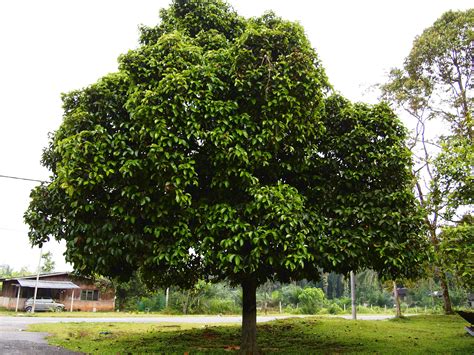 Image result for mangosteen tree