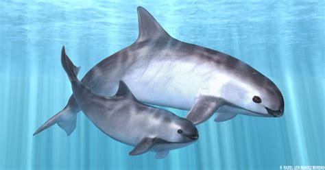 The Desperate Plan To Save The Ocean’s 30 Remaining Vaquita