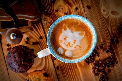 Cat Cafe Seattle: 4 Places for Cat-Fiene Addicts - AllTheRooms - The ...