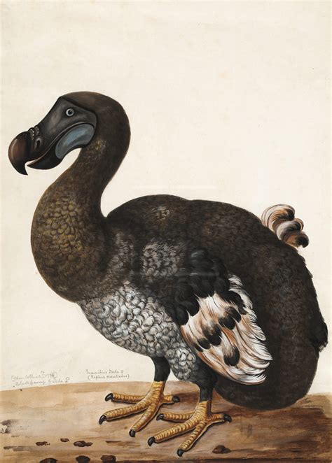 Was the Dodo Bird Really a Dodo?. Was this the extinction of a truly ...