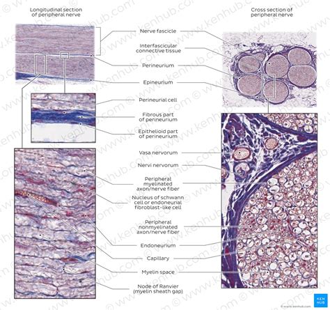 Histology of neurons: Morphology and types of neurons | Kenhub