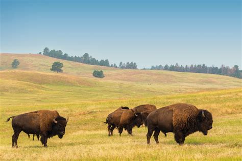 The Coolest Animals in Yellowstone National Park