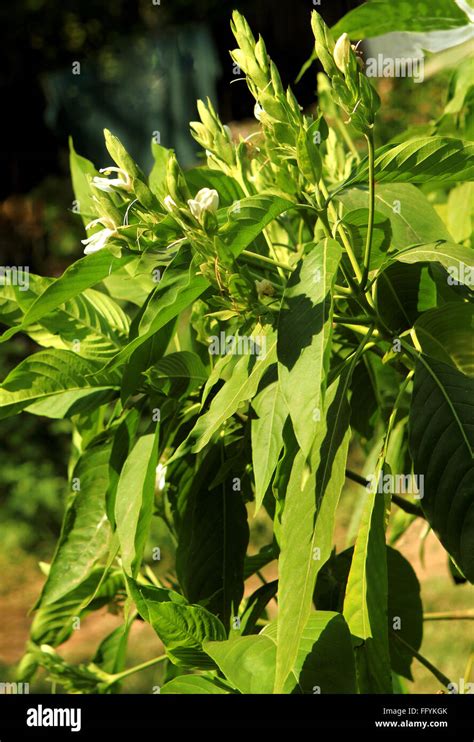 Medicinal plants ayurvedic medicinal plant hi-res stock photography and ...