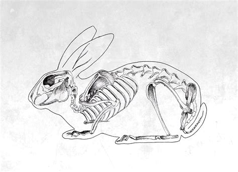 Rabbit skeleton on Behance