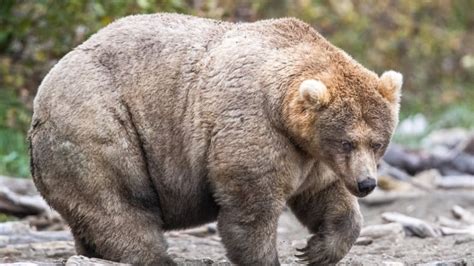 Alaska's Fat Bear contest crowns Holly 'Queen of Corpulence' | CBC News