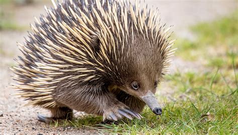 Echidna | San Diego Zoo Wildlife Explorers