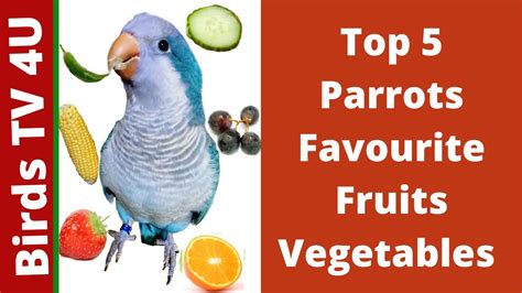 Top 5 Parrots Favourite Fruits & Vegetables | Parrot Eating Food# ...